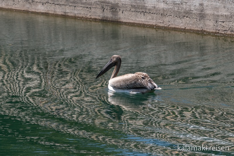 Eher außergewöhnlicher Gast auf dem See