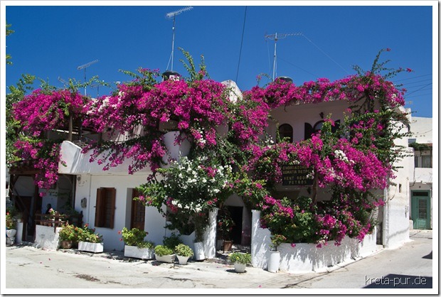 Bougainvillea-Farbrausch, Pension Petros, Pitsidia, Kreta