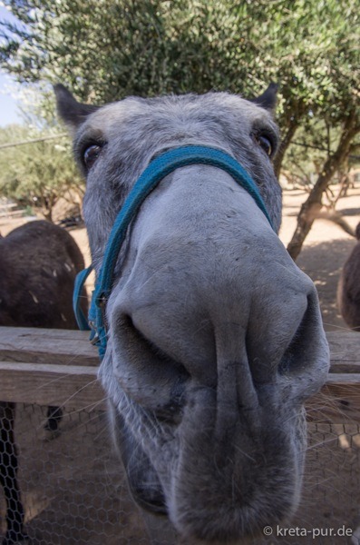 Agia marina donkey rescue 2141