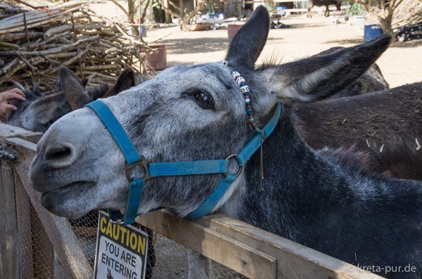 Agia marina donkey rescue 2145