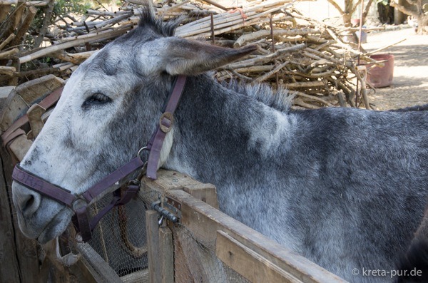 Agia marina donkey rescue 2152