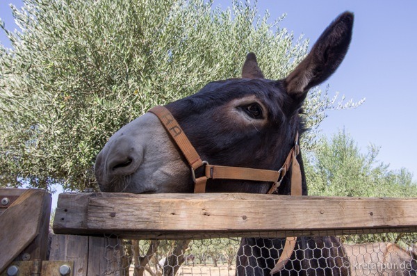 Agia marina donkey rescue 2165