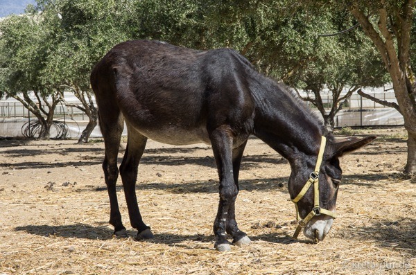 Agia marina donkey rescue 2175