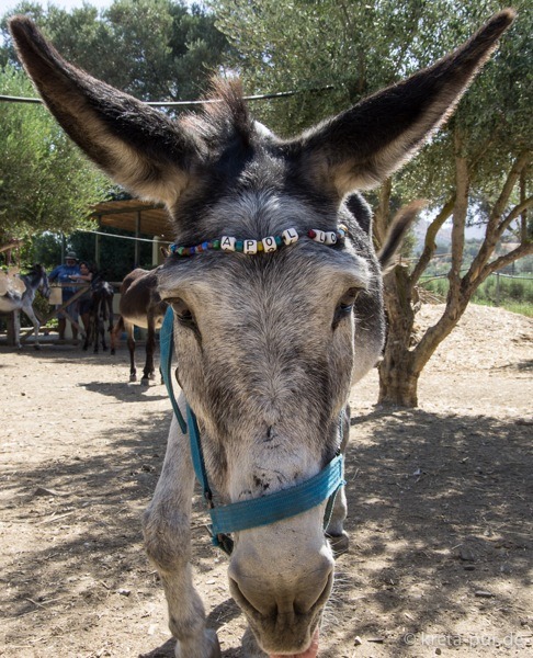 Agia marina donkey rescue 2177