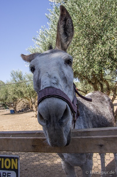 Agia marina donkey rescue 2184