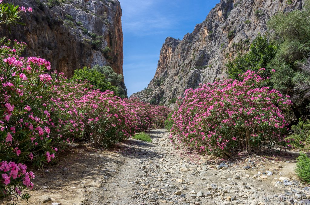 Oleander in der Agiofarango-Schlucht