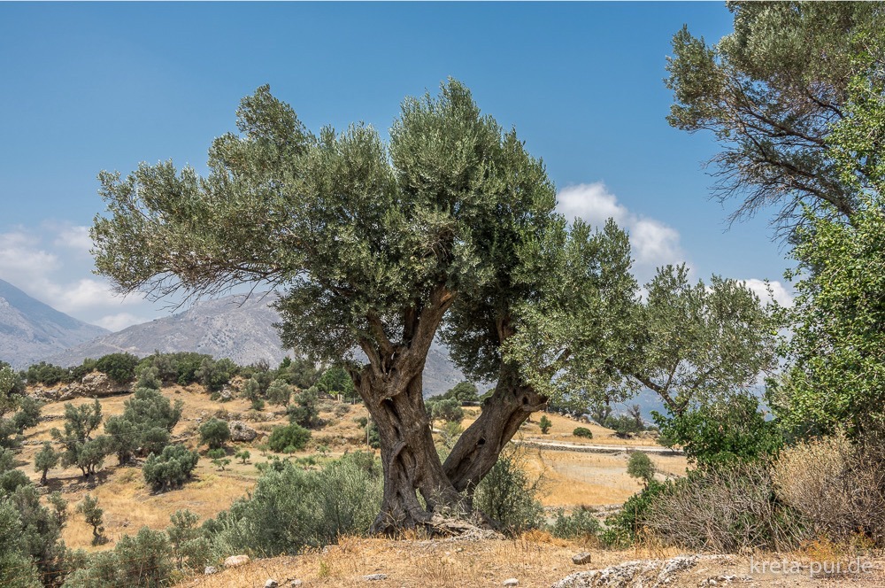 Olivenbaum im Amari-Becken