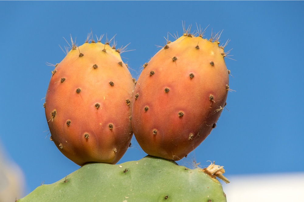 Kaktusfrüchte auf Kreta