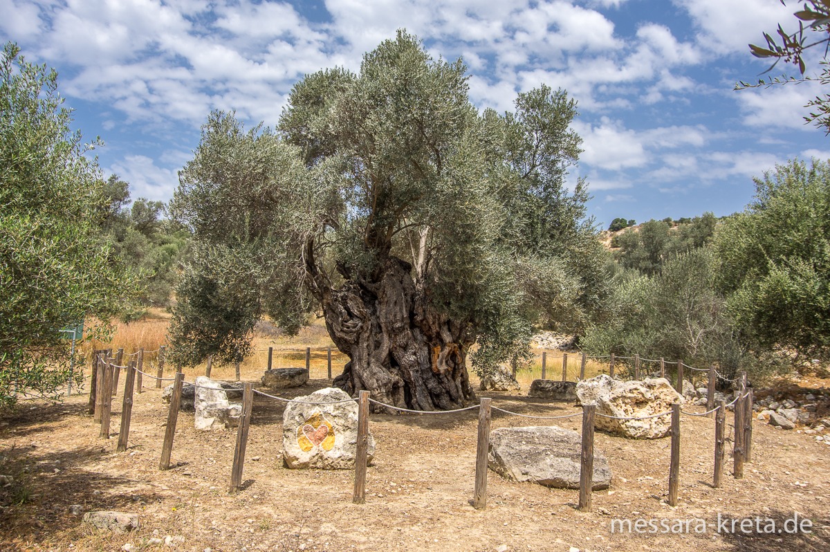 2800 Jahre alter Olivenbaum in Kamilari