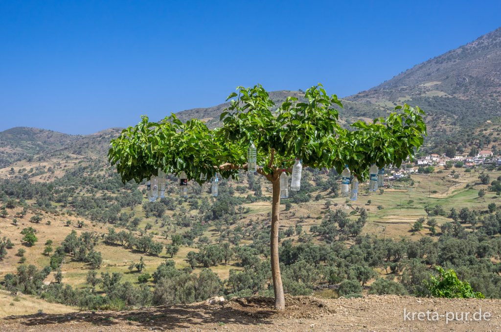 Endemischer kretischer Flaschenbaum