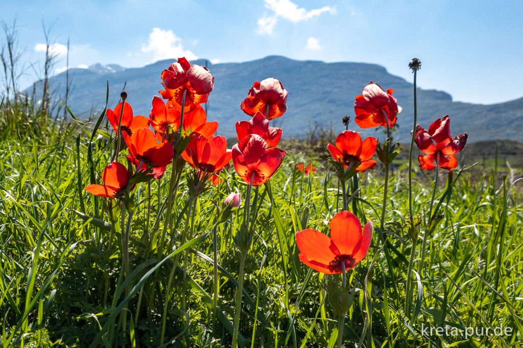 Blütenpracht auf Kreta im Frühling