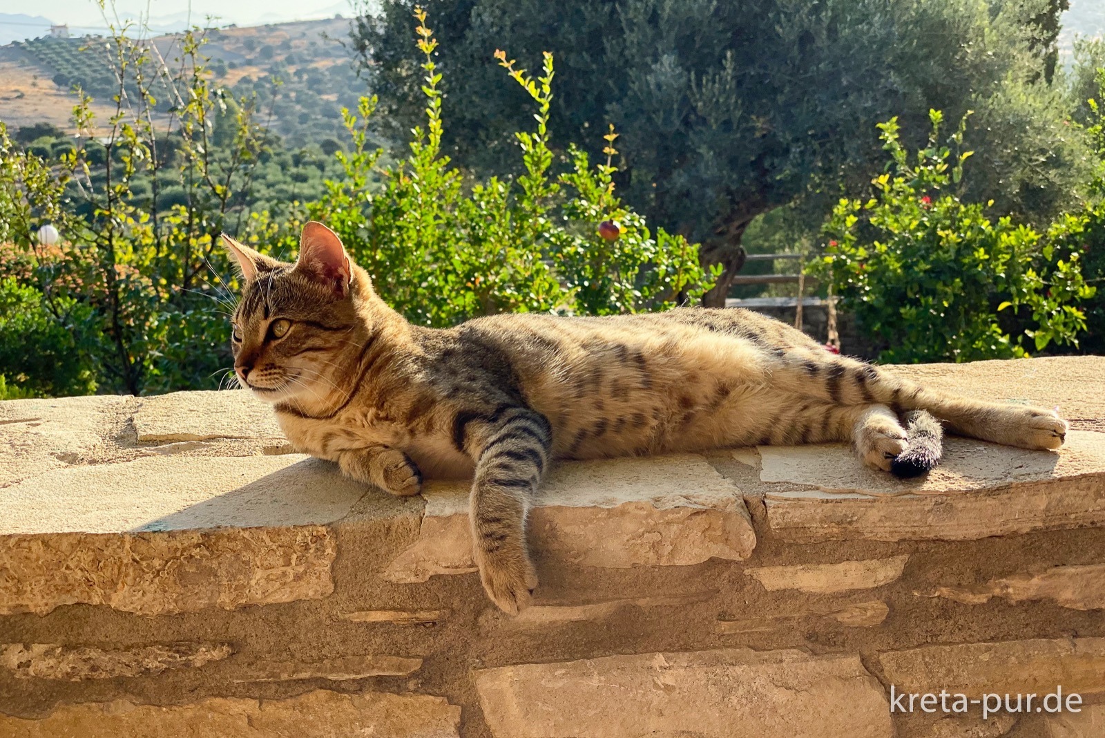 Studios Sigelakis - Besucher...