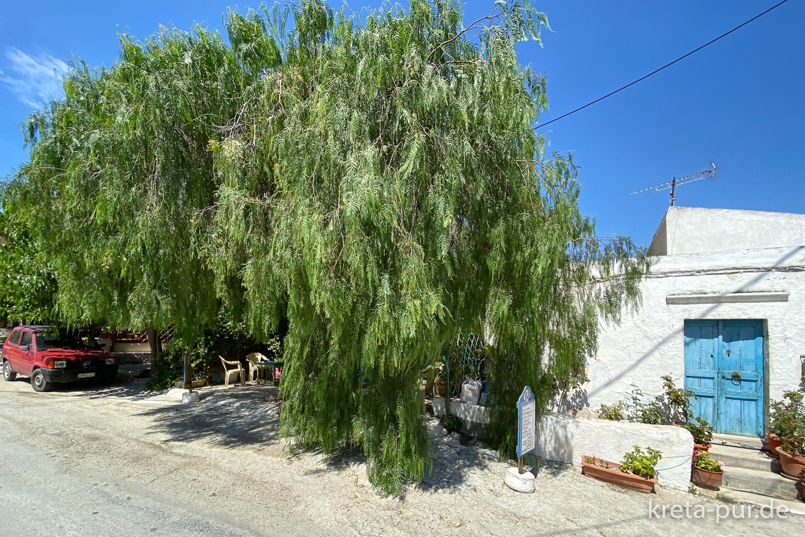 Kostas Kafenion in Sivas - versteckt hinter dem Pfefferbaum...