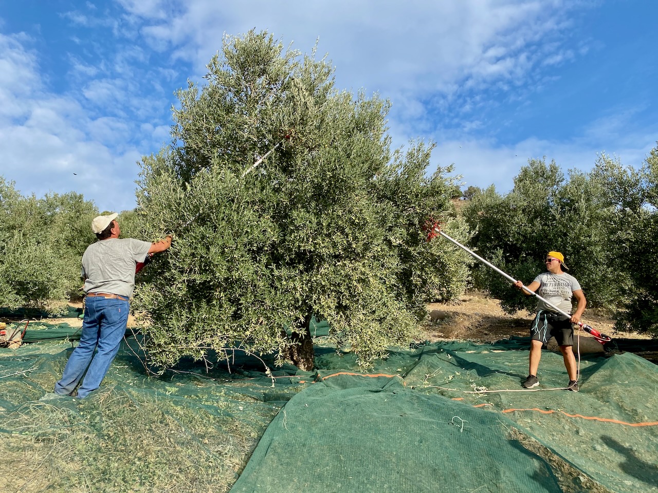 Olivenernte in Sivas im Süden Kretas